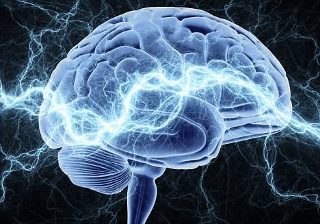 美中科学家发现大脑神经胶质细胞新功能